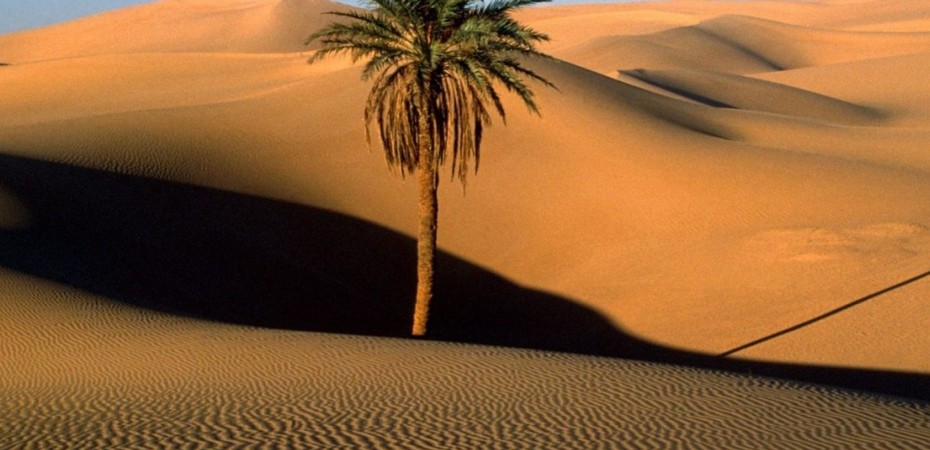 Crece y vive como la palmera del desierto – Un Paso al Día